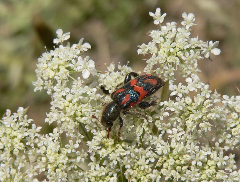 Uno strano Trichodes: Trichodes ammios